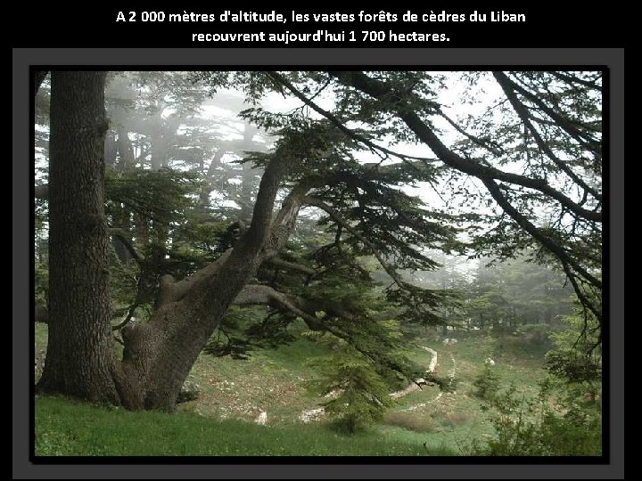 A 2 000 mètres d'altitude, les vastes forêts de cèdres du Liban recouvrent aujourd'hui