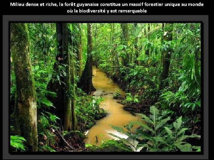 Milieu dense et riche, la forêt guyanaise constitue un massif forestier unique au monde