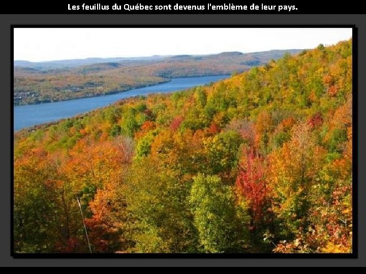 Les feuillus du Québec sont devenus l'emblème de leur pays. 