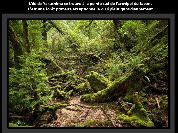 L'île de Yakushima se trouve à la pointe sud de l'archipel du Japon. C'est