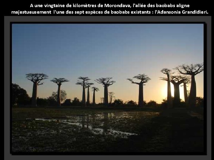 A une vingtaine de kilomètres de Morondava, l'allée des baobabs aligne majestueusement l'une des