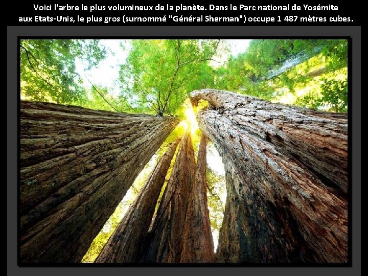 Voici l'arbre le plus volumineux de la planète. Dans le Parc national de Yosémite