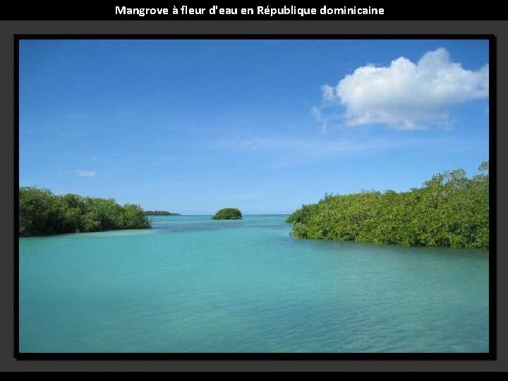 Mangrove à fleur d'eau en République dominicaine 