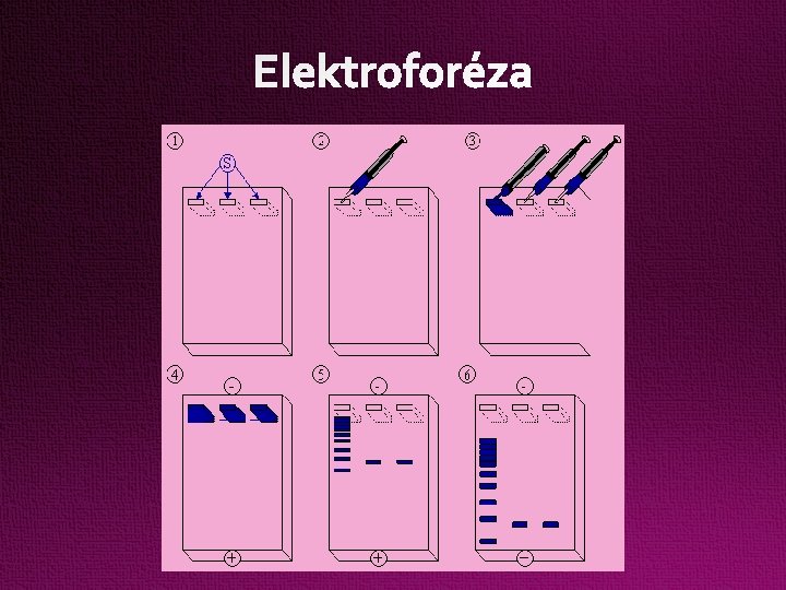 Elektroforéza 