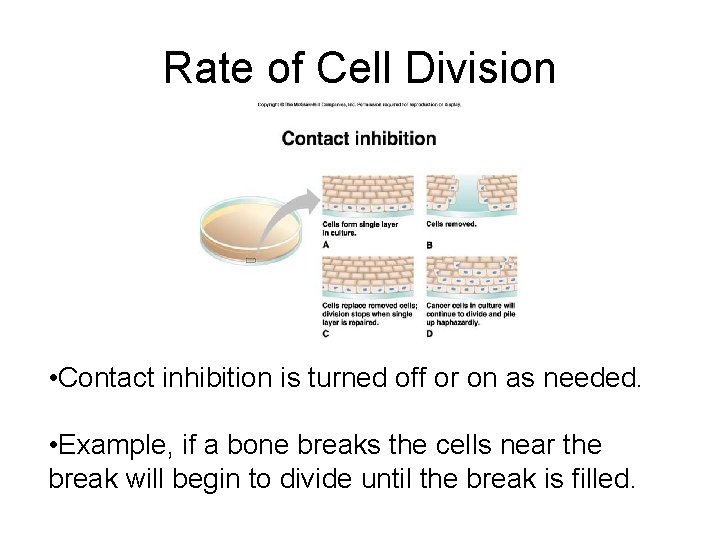 Cell Inhibition Sign When Good Cells Go Bad Cell Cycle Control