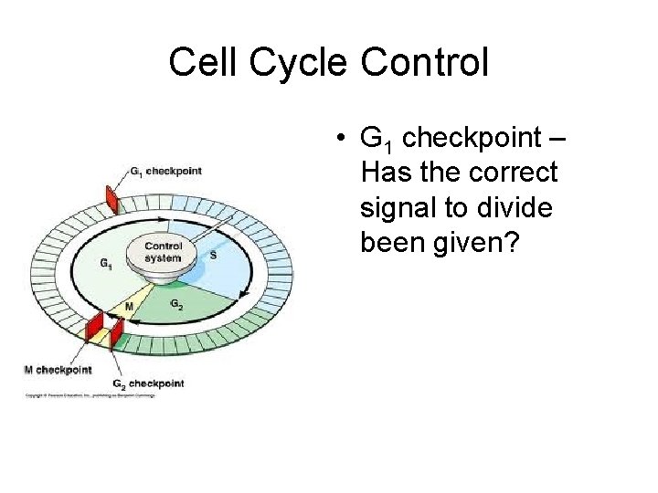 Cell Checkpoint Control When Good Cells Go Bad Cell Cycle Control