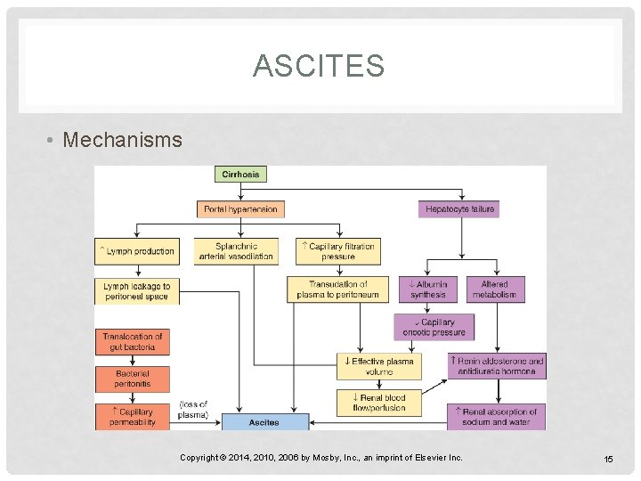 ASCITES • Mechanisms Copyright © 2014, 2010, 2006 by Mosby, Inc. , an imprint