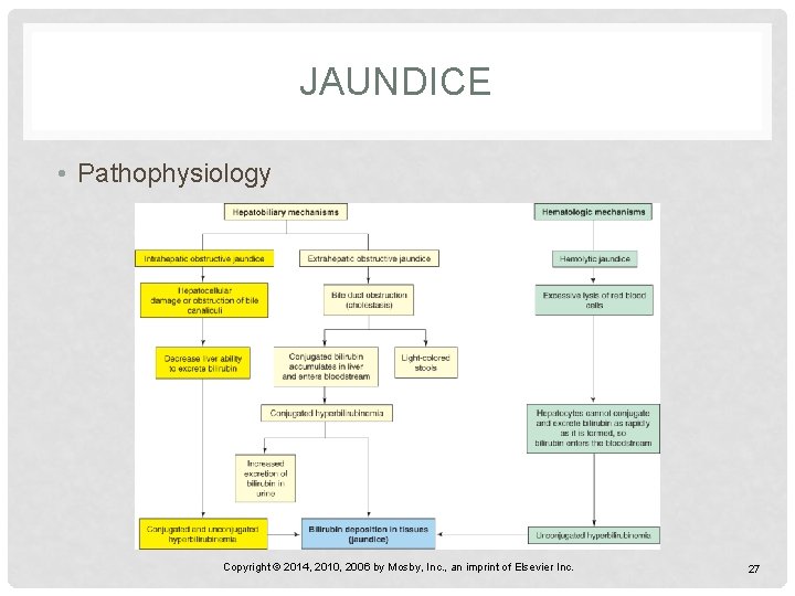 JAUNDICE • Pathophysiology Copyright © 2014, 2010, 2006 by Mosby, Inc. , an imprint
