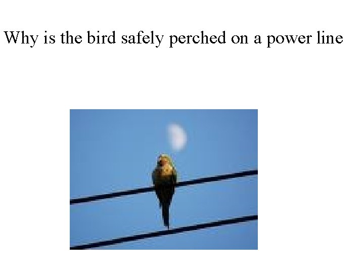 Why is the bird safely perched on a power line 