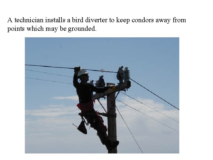 A technician installs a bird diverter to keep condors away from points which may