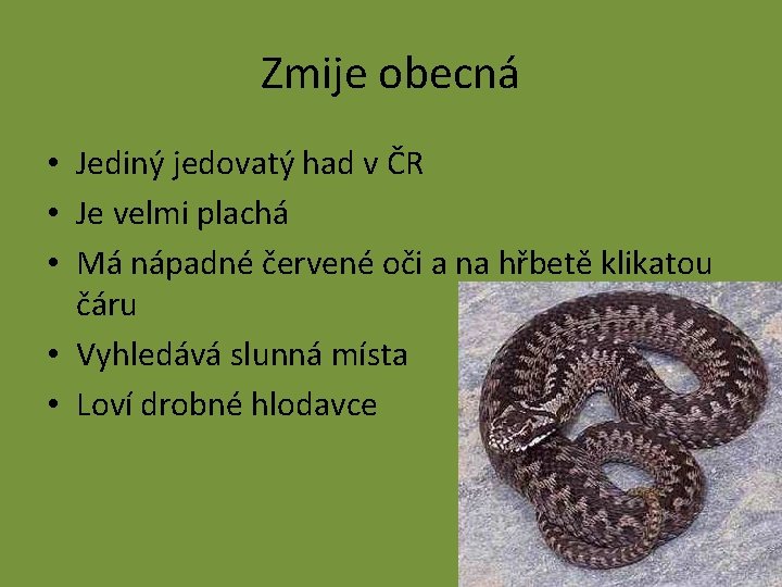 Zmije obecná • Jediný jedovatý had v ČR • Je velmi plachá • Má