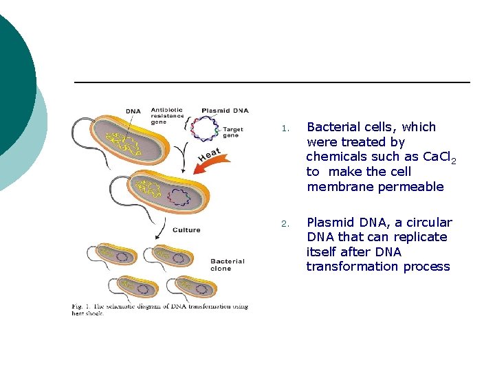 1. Bacterial cells, which were treated by chemicals such as Ca. Cl 2 to