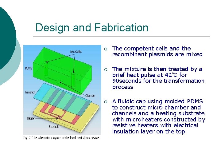 Design and Fabrication ¡ The competent cells and the recombinant plasmids are mixed ¡
