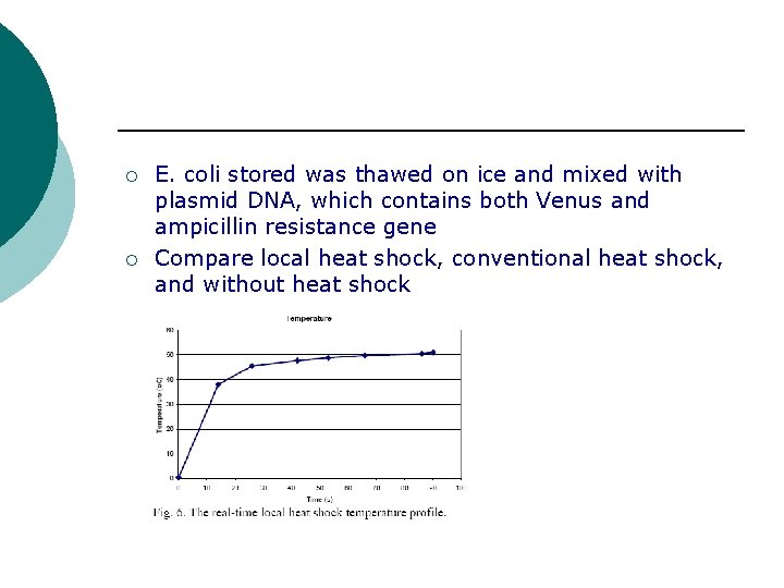 ¡ ¡ E. coli stored was thawed on ice and mixed with plasmid DNA,