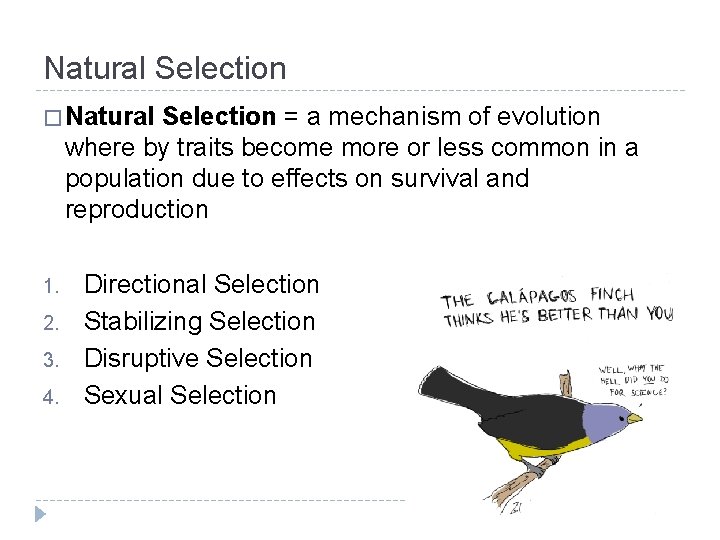 Natural Selection � Natural Selection = a mechanism of evolution where by traits become