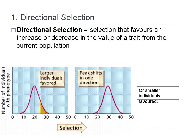 1. Directional Selection � Directional Selection = selection that favours an increase or decrease