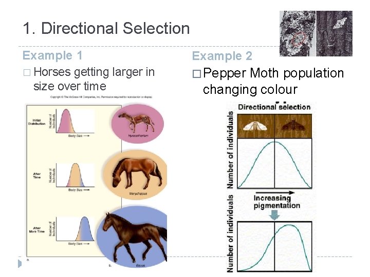 1. Directional Selection Example 1 � Horses getting larger in size over time Example