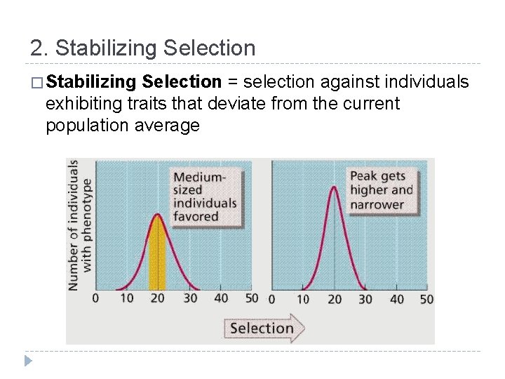 2. Stabilizing Selection � Stabilizing Selection = selection against individuals exhibiting traits that deviate