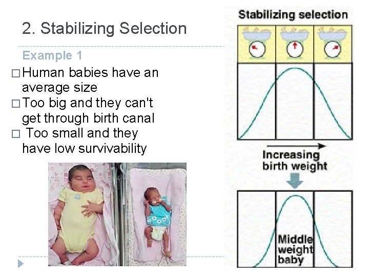 2. Stabilizing Selection Example 1 � Human babies have an average size � Too