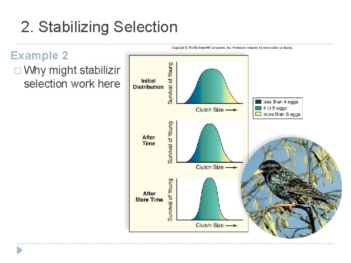 2. Stabilizing Selection Example 2 � Why might stabilizing selection work here? 