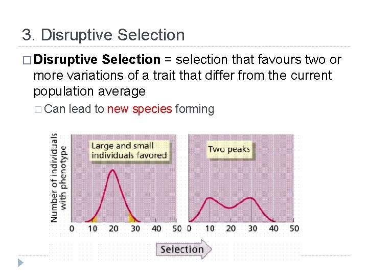 3. Disruptive Selection � Disruptive Selection = selection that favours two or more variations