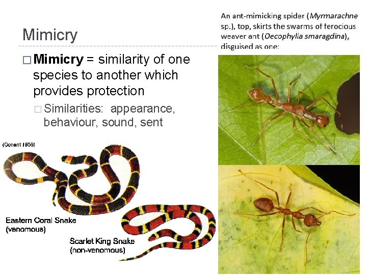 Mimicry � Mimicry = similarity of one species to another which provides protection �