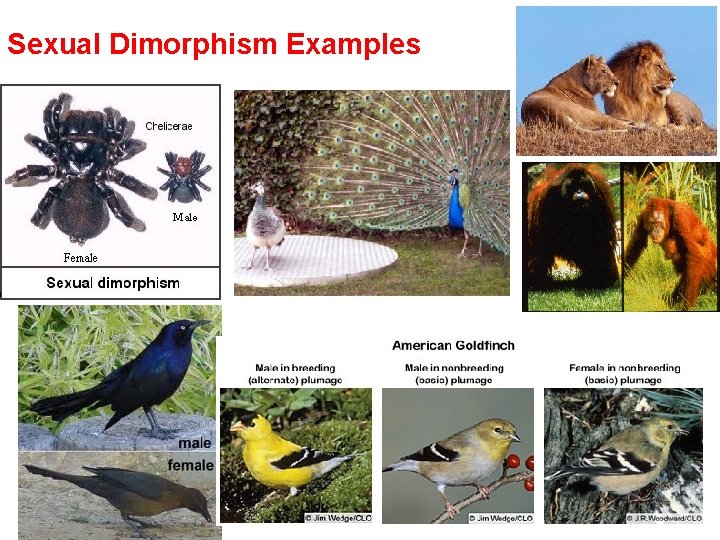 Sexual Dimorphism Examples 