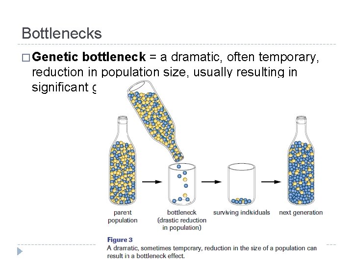 Bottlenecks � Genetic bottleneck = a dramatic, often temporary, reduction in population size, usually