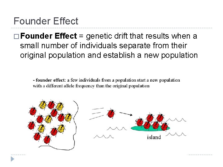 Founder Effect � Founder Effect = genetic drift that results when a small number