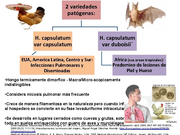 2 variedades patógenas: H. capsulatum var capsulatum EUA, America Latina, Centro y Sur: Infecciones