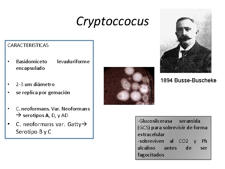 Cryptoccocus CARACTERISTICAS • Basidomiceto encapsulado levaduriforme • • 2 -3 um diámetro se replica
