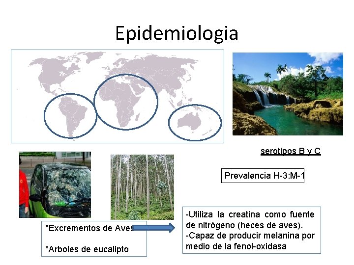 Epidemiologia serotipos B y C Prevalencia H-3: M-1 *Excrementos de Aves *Arboles de eucalipto