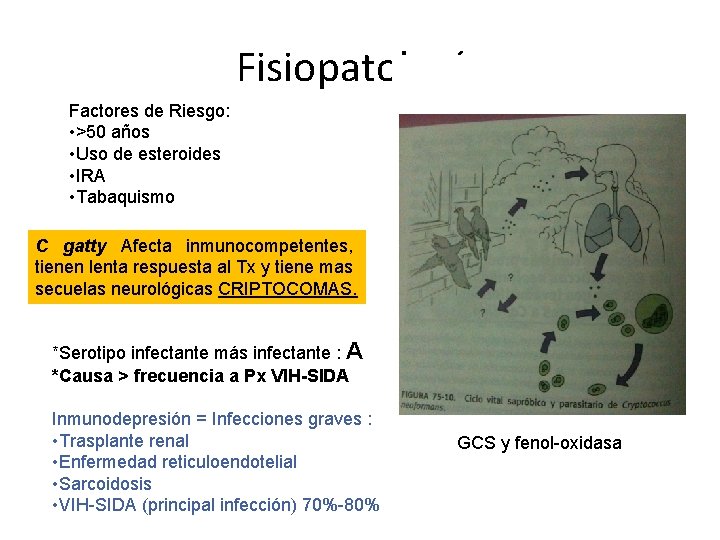 Fisiopatología Factores de Riesgo: • >50 años • Uso de esteroides • IRA •