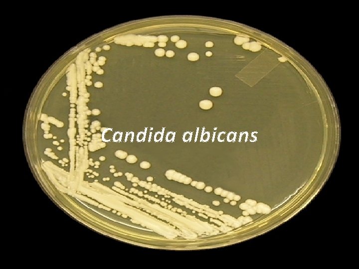 Candida albicans 