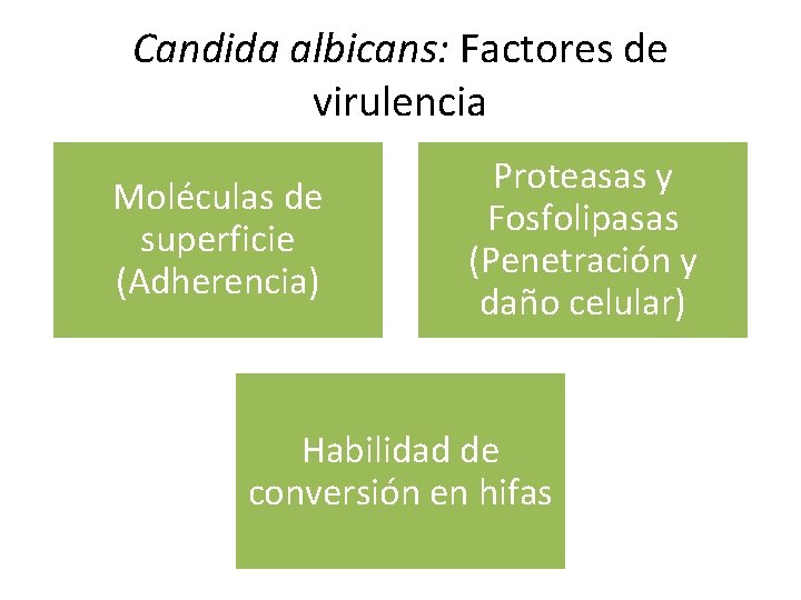 Candida albicans: Factores de virulencia Moléculas de superficie (Adherencia) Proteasas y Fosfolipasas (Penetración y