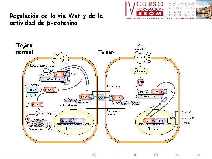 Regulación de la vía Wnt y de la actividad de β-catenina Tejido normal Tumor