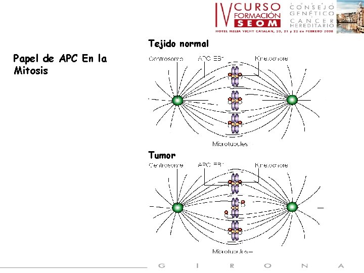 Tejido normal Papel de APC En la Mitosis Tumor 