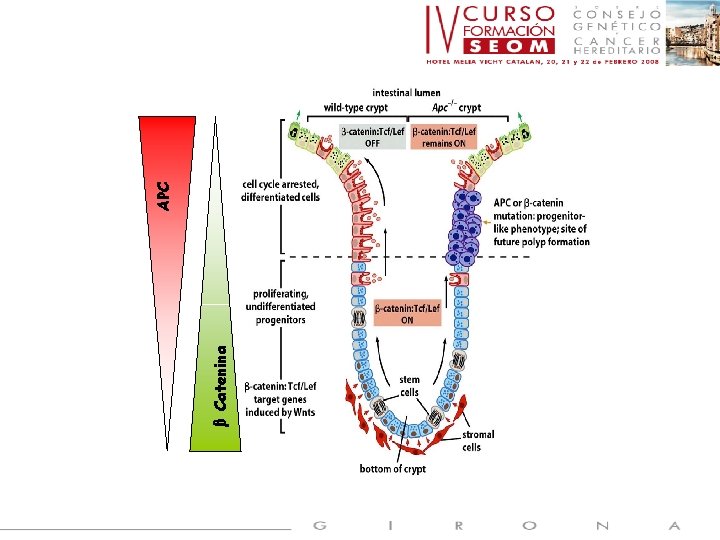 β Catenina APC 