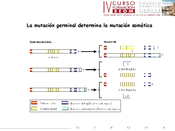 La mutación germinal determina la mutación somática 