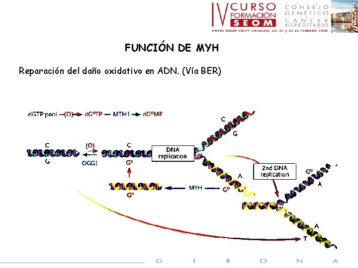 FUNCIÓN DE MYH Reparación del daño oxidativo en ADN. (Vía BER) 