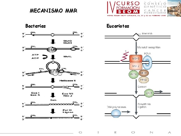 MECANISMO MMR Bacterias Eucariotas 