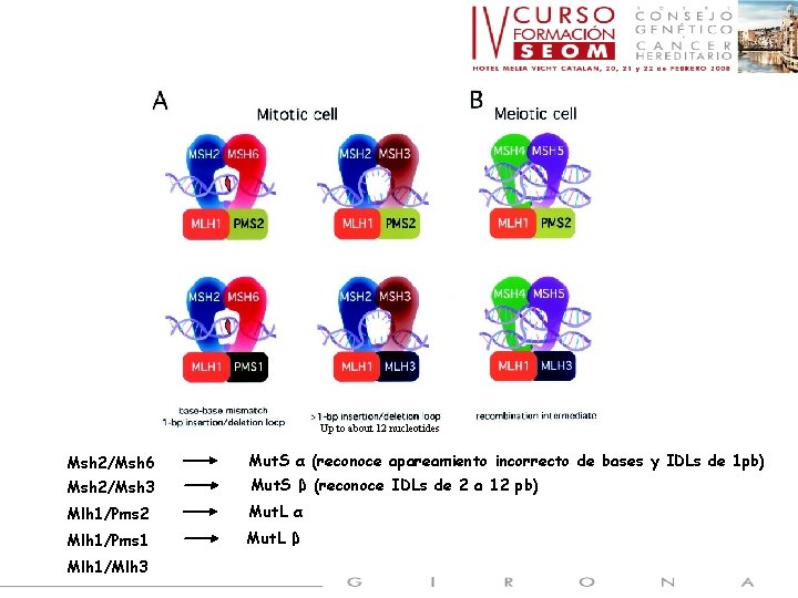 Up to about 12 nucleotides Msh 2/Msh 6 Mut. S α (reconoce apareamiento incorrecto