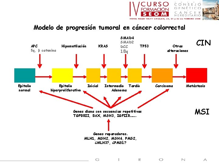 Modelo de progresión tumoral en cáncer colorrectal APC 5 q, β catenina Epitelio normal