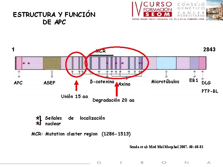 ESTRUCTURA Y FUNCIÓN DE APC 1 APC 2843 MCR β-catenina ASEF Unión 15 aa