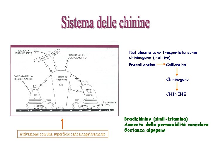 Nel plasma sono trasportate come chininogeno (inattivo) Precallicreina Chininogeno CHININE Attivazione con una superficie