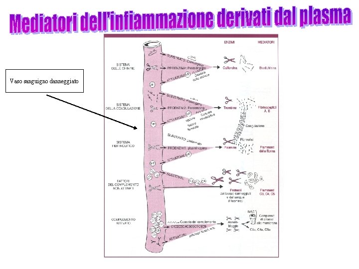 Vaso sanguigno danneggiato 