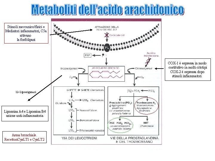 Stimoli meccanico/fisici e Mediatori infiammatori, C 5 a attivano la fosfolipasi COX-1 è espressa Stimoli meccanico/fisici e Mediatori infiammatori, C 5 a attivano la fosfolipasi COX-1 è espressa