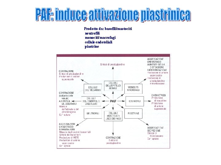 Prodotto da: basofili/mastociti neutrofili monociti/macrofagi cellule endoteliali piastrine 