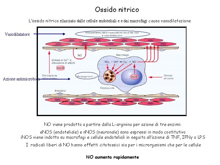 Ossido nitrico L’ossido nitrico rilasciato dalle cellule endoteliali e e dai macrofagi causa vasodilatazione