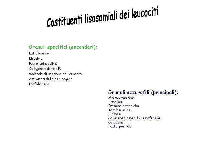 Granuli specifici (secondari): Lattoferrina Lisozima Fosfatasi alcalina Collagenasi di tipo. IV Molecole di adesione